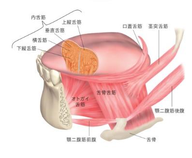 第26回妊婦さんの姿勢~姿勢の軸にアプローチする方法~