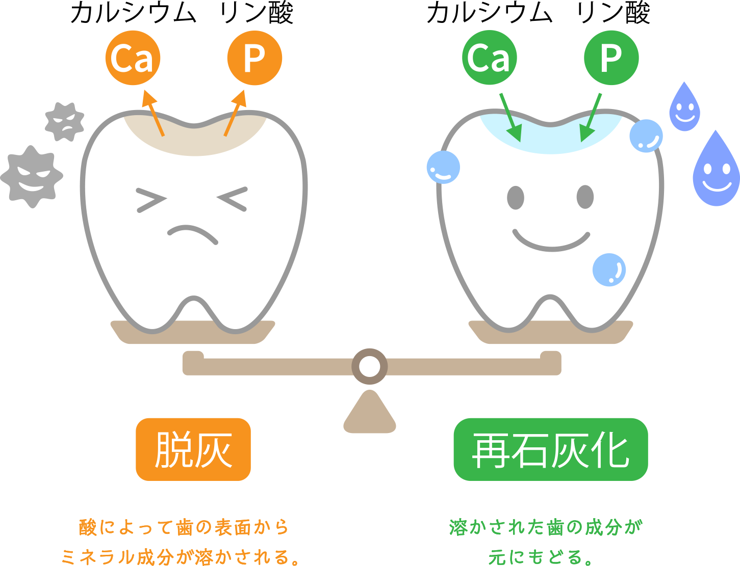 だ液が歯を守っています